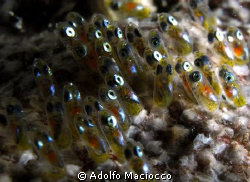 Let me out 2 !!!!
Clown fish eggs ready to hatch
 by Adolfo Maciocco 